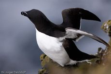 Tordalk (4 von 11).jpg